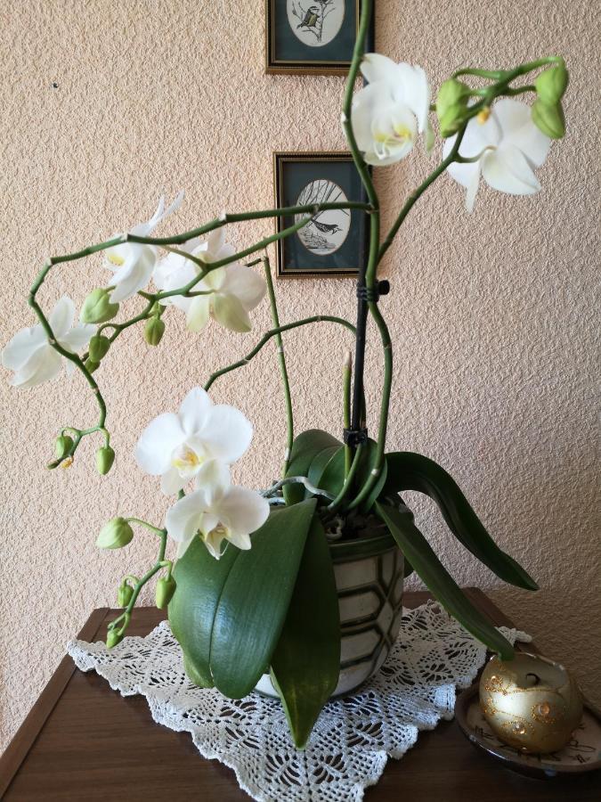 באלווי Dvinumajas Vintage B&B מראה חיצוני תמונה